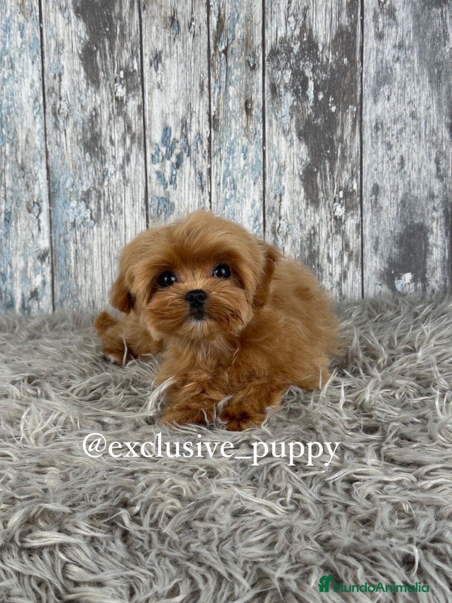 Maltipoo perros 🏆 Exclusivo Maltipoo Miniatura Coreano  - Anuncio 2