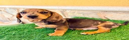 Teckel Miniatura perros en venta: Teckel miniatura merle choco - Anuncio 2