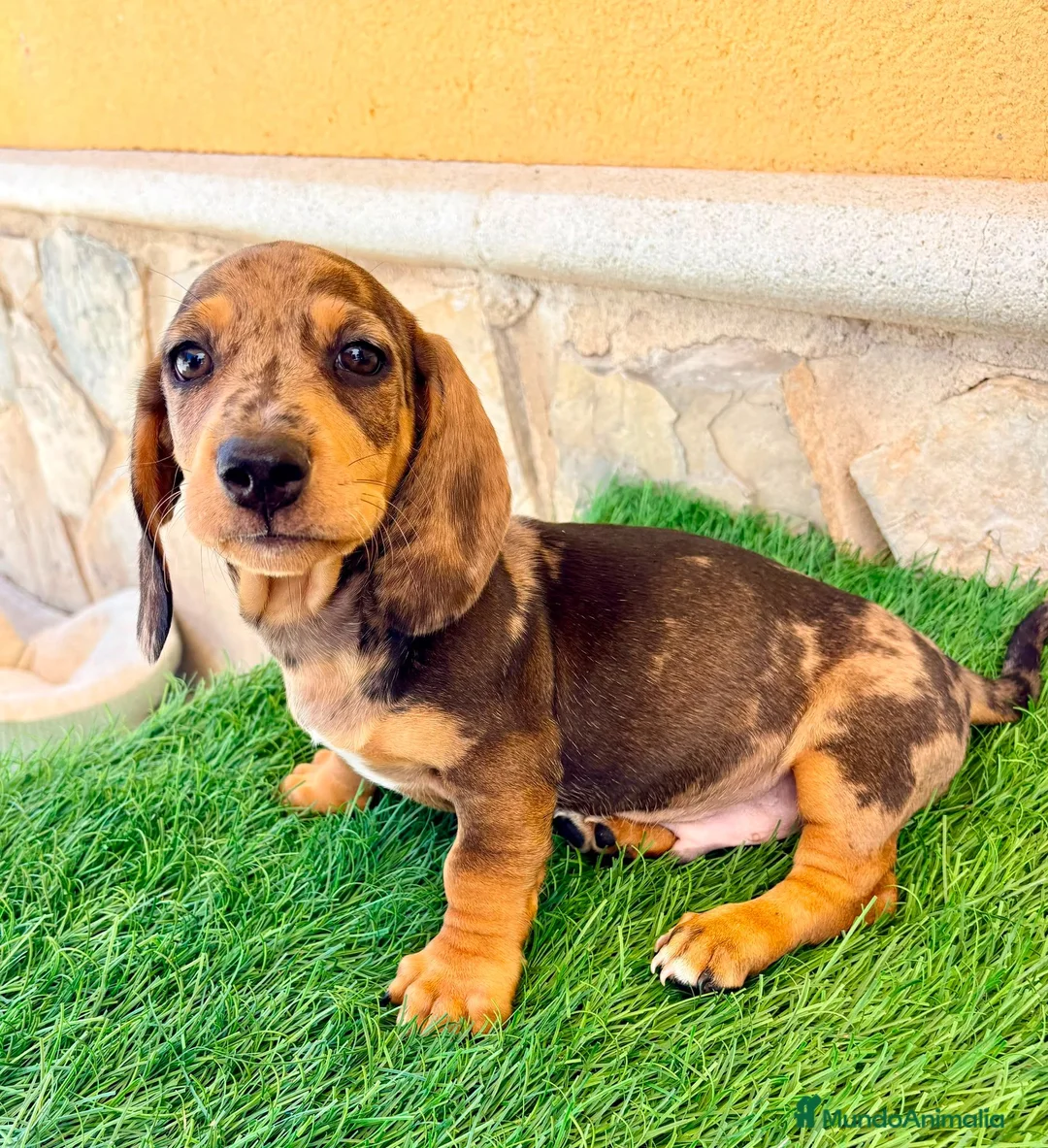 Teckel Miniatura perros en venta: Teckel miniatura merle choco - Anuncio 2