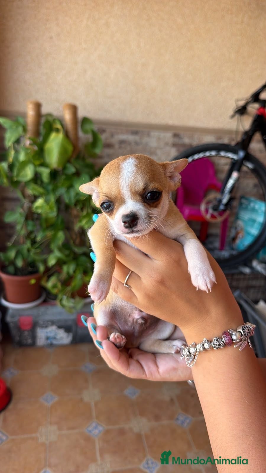 Chihuahua perros Chihuahua toy  - Anuncio 3