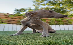 Pequeño Lebrel Italiano perros en venta: PICCOLO BLUE - Imagen 9