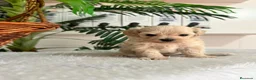 Maltipoo perros en venta: MALTIPOO COREANO - MACHO - Anuncio 3