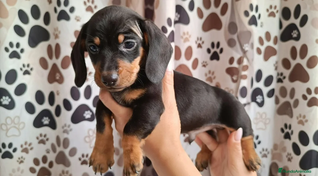 Teckel Miniatura perros en venta: Teckel mini  - Anuncio 1