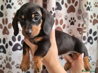 Teckel Miniatura perros Teckel mini - Anuncio 1