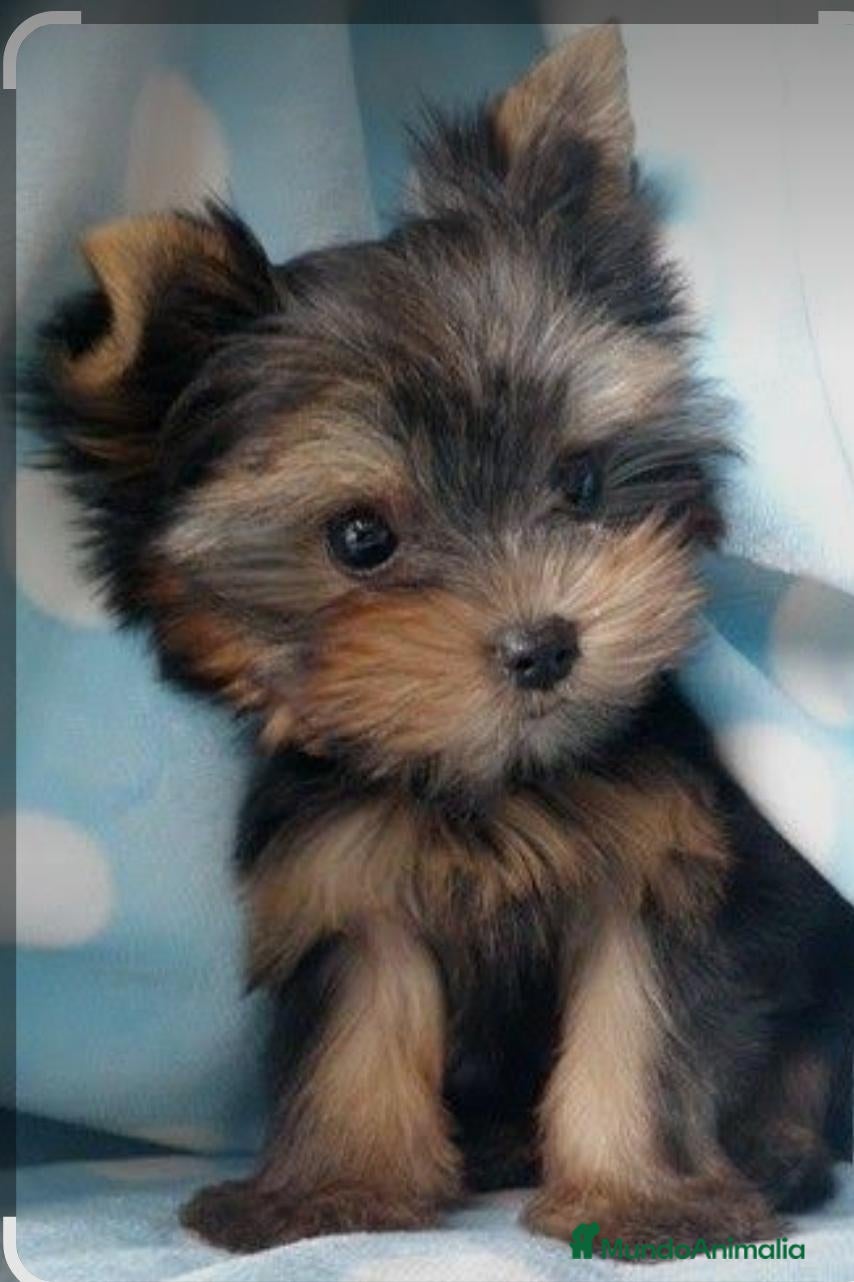 Yorkshire Terrier perros Preciosos Yorkshire - Anuncio 1