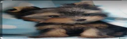 Yorkshire Terrier perros en venta: Preciosos Yorkshire - Anuncio 1