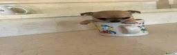Chihuahua perros en venta: Chihuahuas micro toy máxima calidad - Anuncio 30