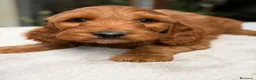 Cockapoo perros en venta: COCKAPOO DISPONIBLES - Anuncio 6