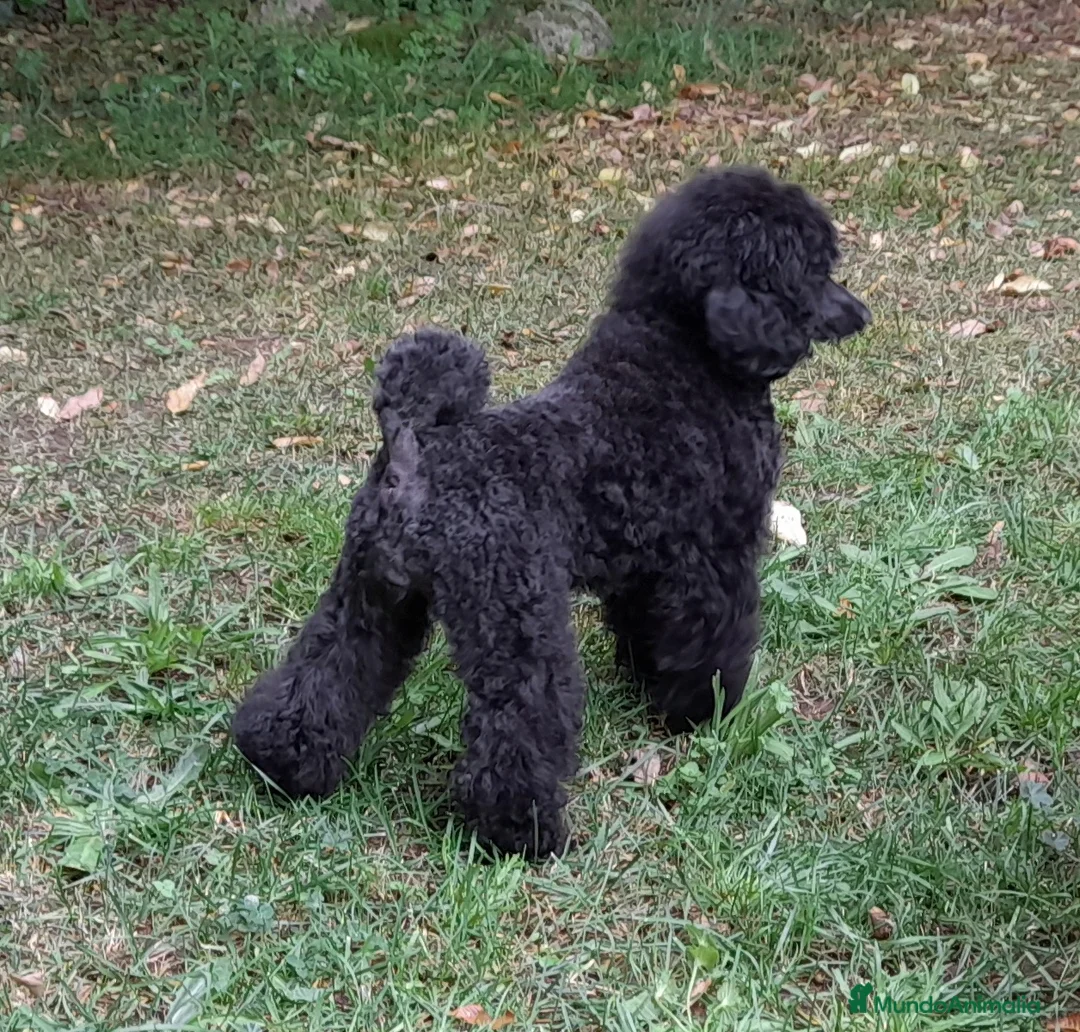 Imagen de galería {{count}}