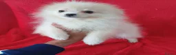 Pomerania perros en venta: Pomerania Standar  - Anuncio 1