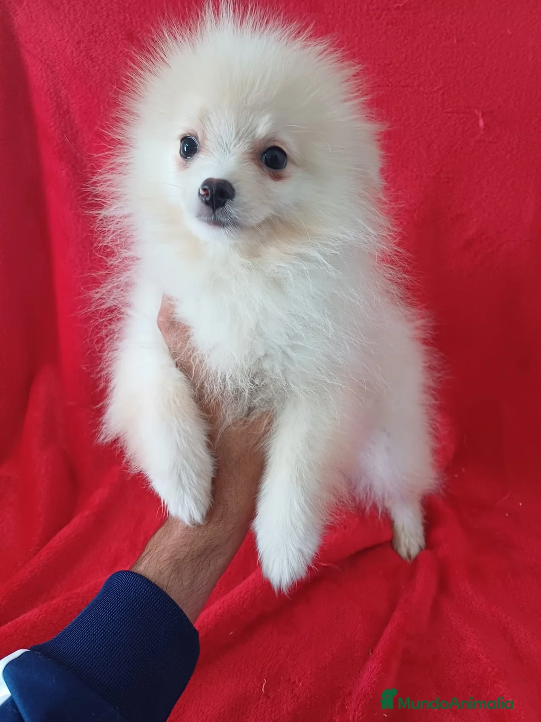 Pomerania perros en venta: Pomerania Standar  - Anuncio 1