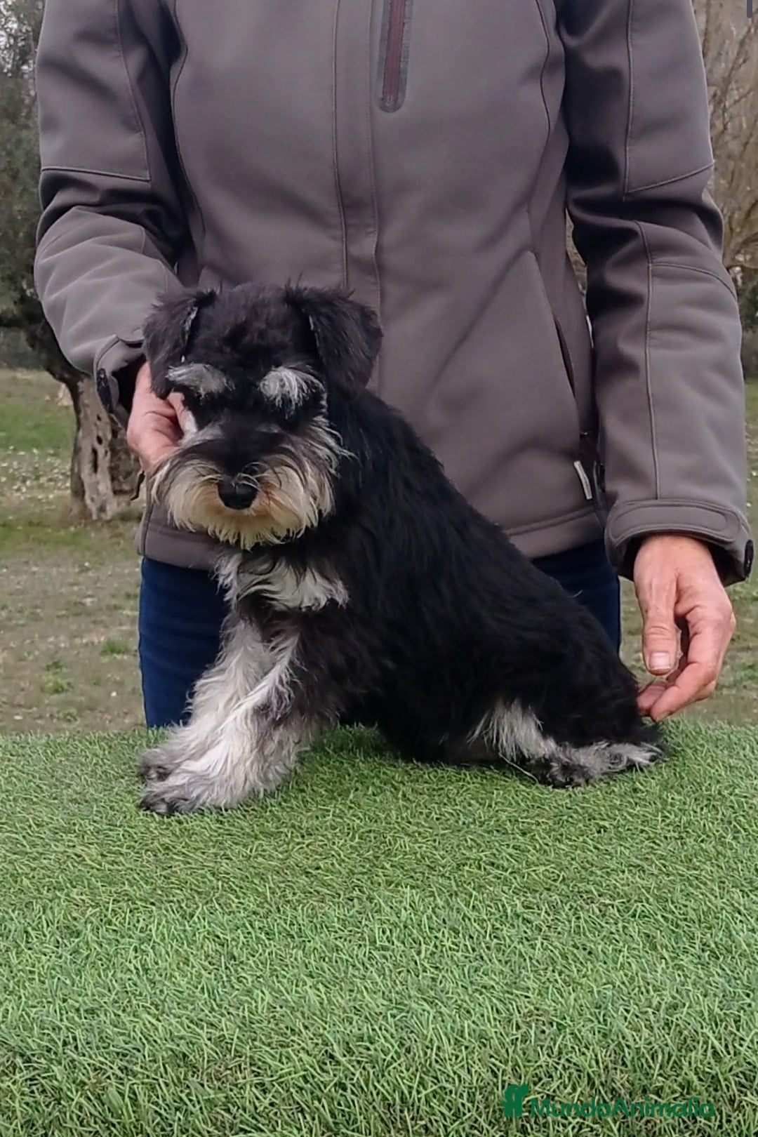 Schnauzer Miniatura perros Espectacular schnauzer miniatura negro plata  - Anuncio 1