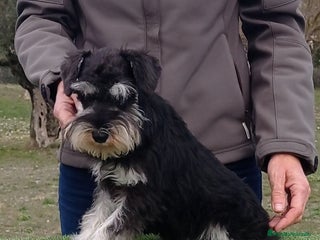 Schnauzer Miniatura perros Espectacular schnauzer miniatura negro plata - Anuncio 1