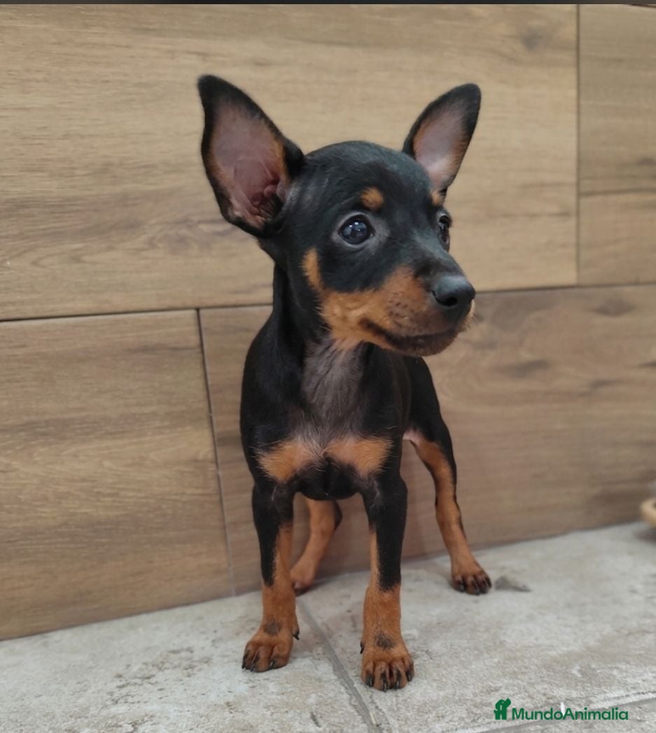 Pinscher Miniatura perros Pincher miniatura - Anuncio 1