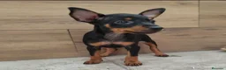 Pinscher Miniatura perros en venta: Pincher miniatura - Anuncio 1