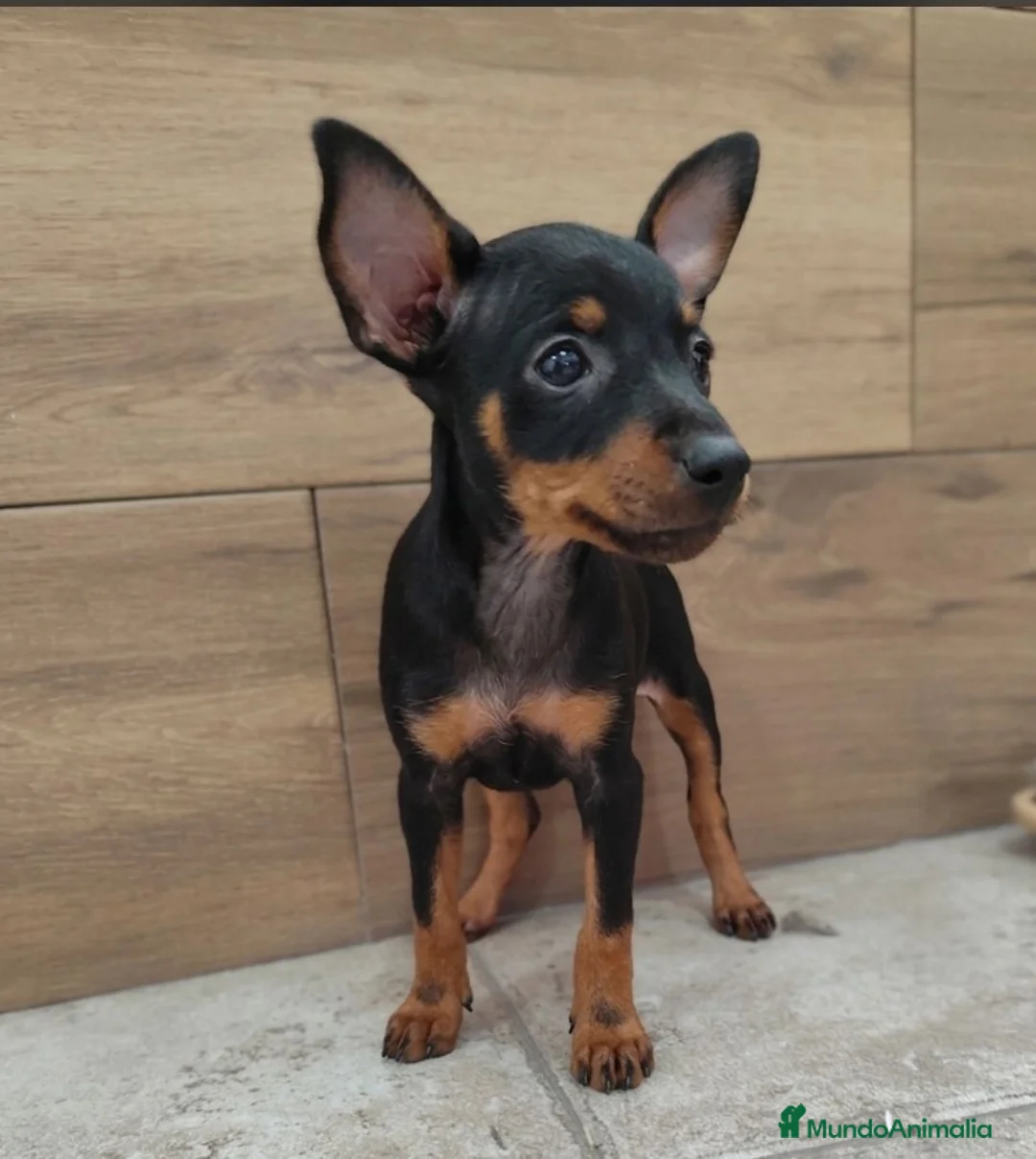 Pinscher Miniatura perros en venta: Pincher miniatura - Anuncio 1