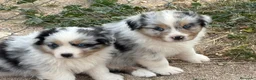 Pastor Australiano perros en venta: Hembra Blue Merle pastor australiano  - Anuncio 4