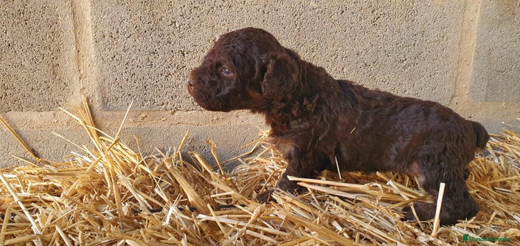Perro de Agua Español perros - Anuncio 2