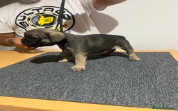Bulldog Francés perros en venta: Bulldog francés hembra - Imagen 3