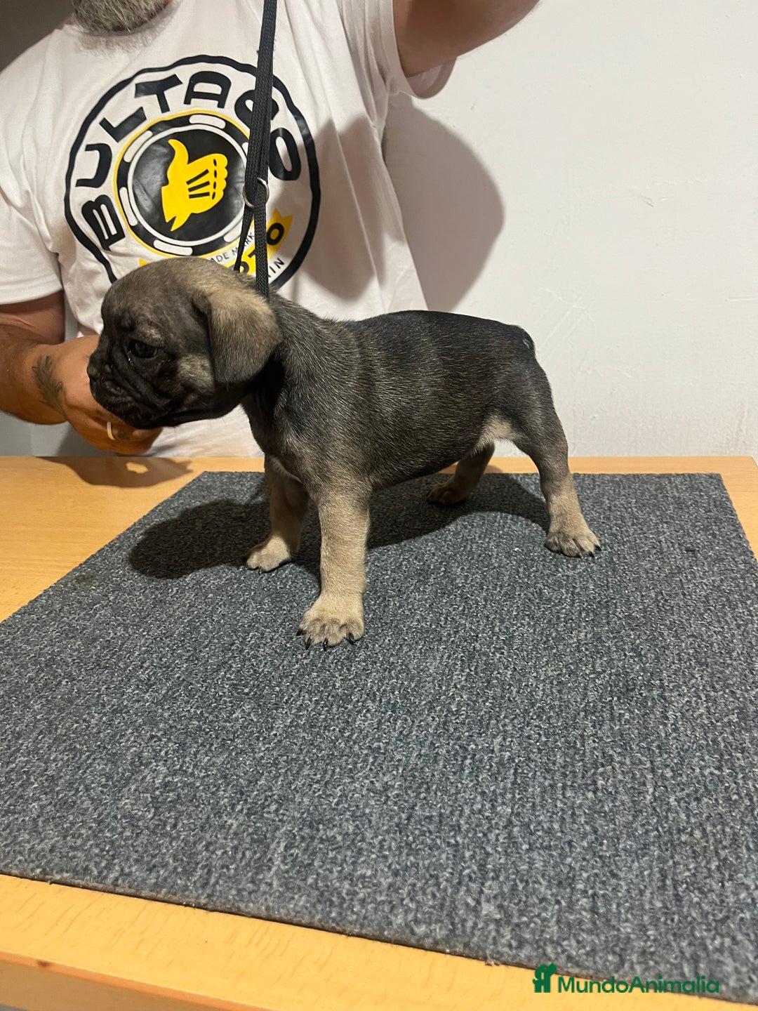 Bulldog Francés perros en venta: Bulldog francés hembra - Imagen 3