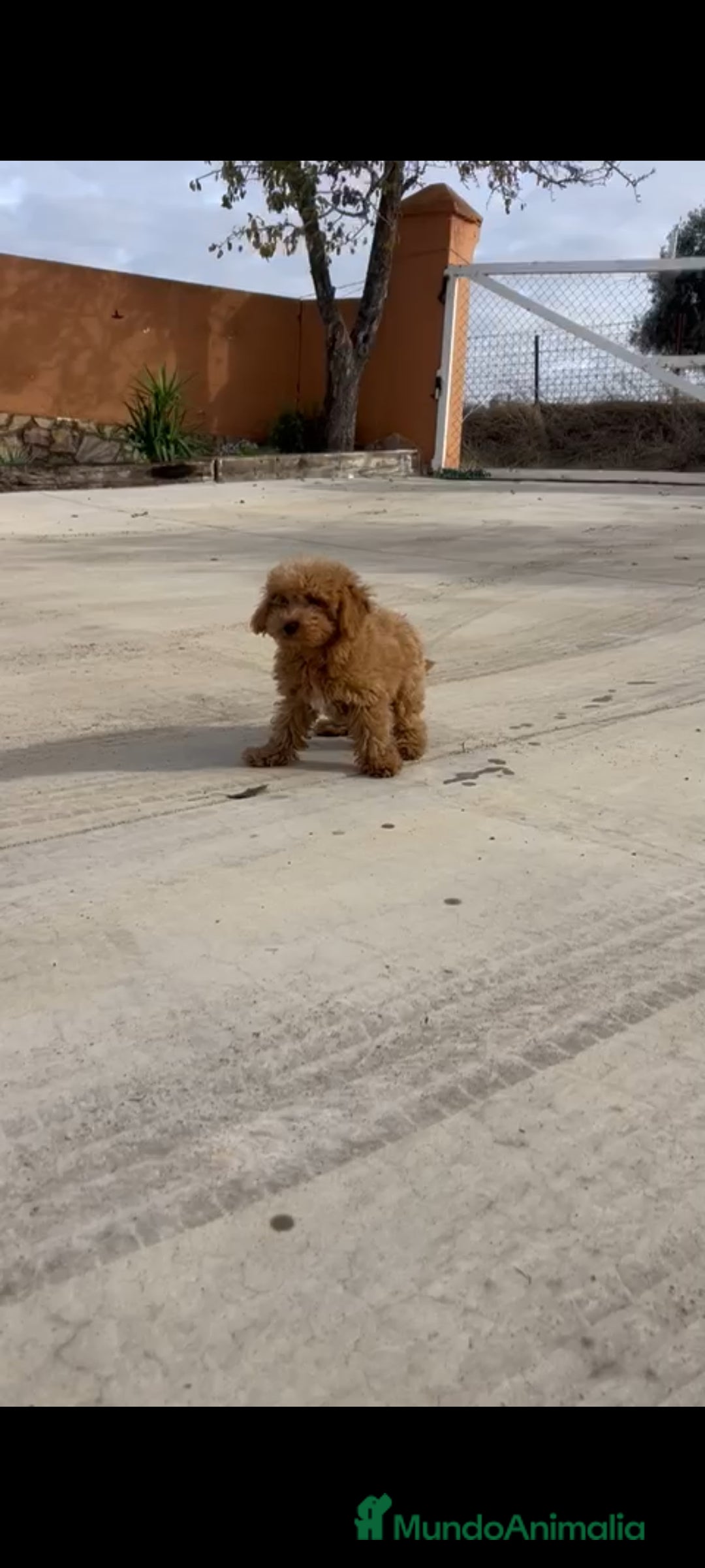 Caniche Enano perros en venta: Caniches enanos - Anuncio 1