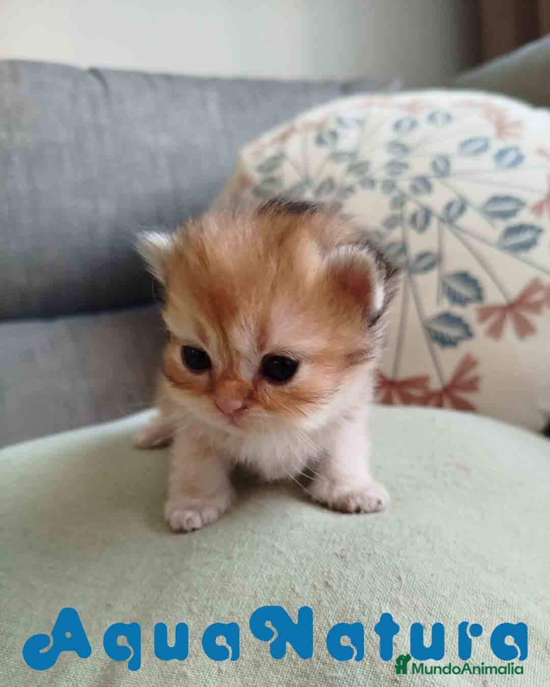 Británico de Pelo Largo gatos British Longhair Hembra AQUANATURA - Anuncio 2