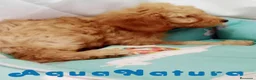 Caniche Enano perros en venta: Caniche Macho de Barbie y Can 6150 - AQUANATURA en Barcelona - Anuncio 5
