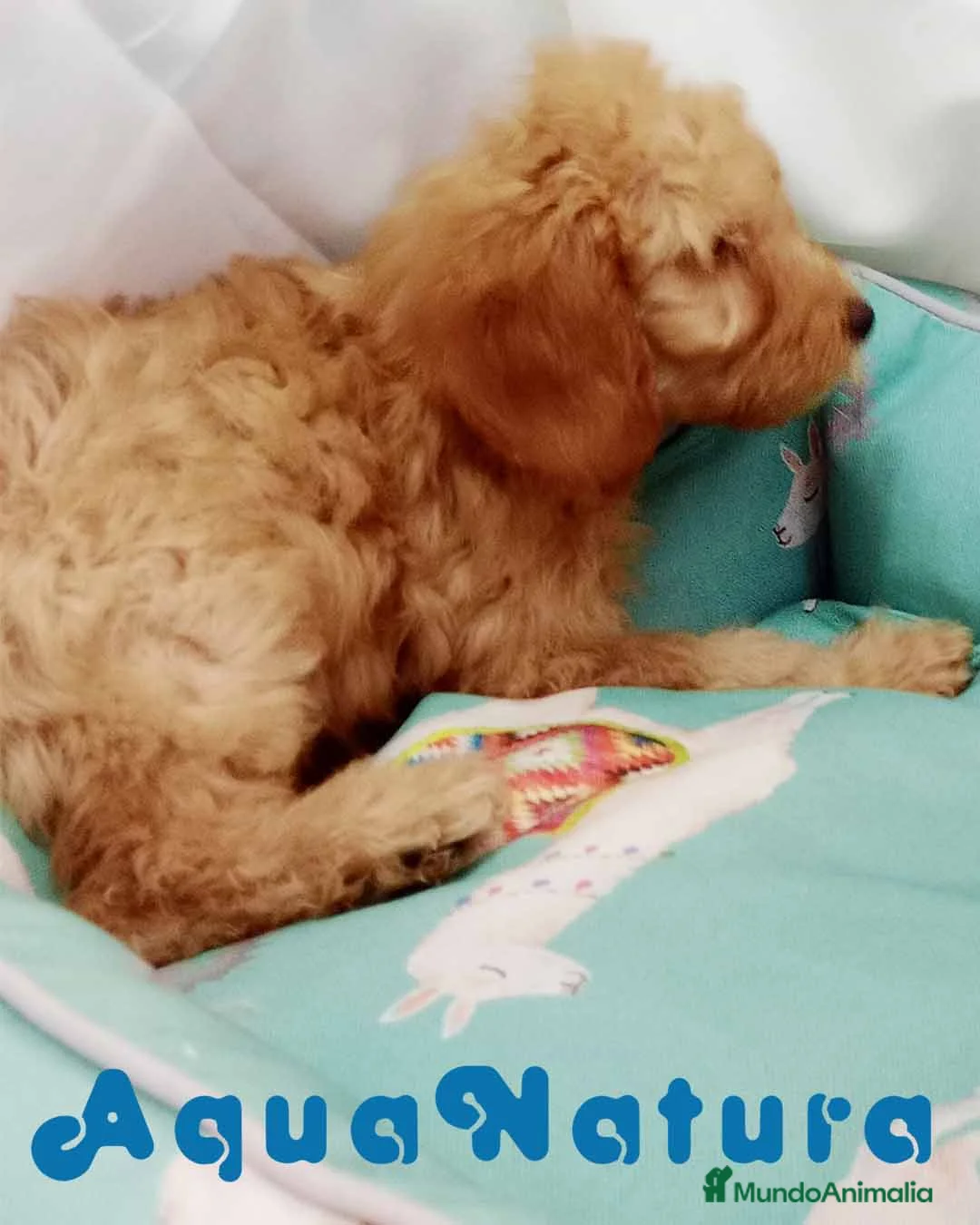 Caniche Enano perros en venta: Caniche Macho de Barbie y Can 6150 - AQUANATURA en Barcelona - Anuncio 5