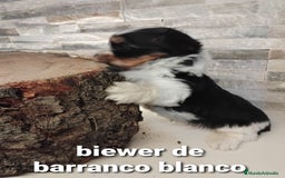 Biewer Yorkshire Terrier a la Pom Pon perros en venta: Biewer macho con pedigree - Imagen 4