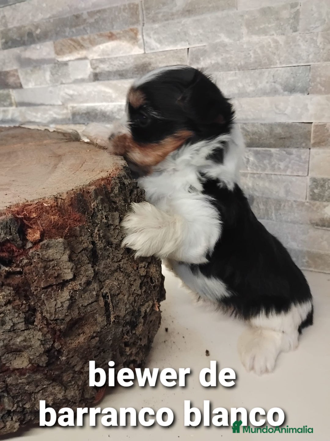 Biewer Yorkshire Terrier a la Pom Pon perros en venta: Biewer macho con pedigree - Imagen 4