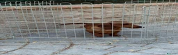 Teckel Miniatura perros en venta: Cachorro teckel - Anuncio 4