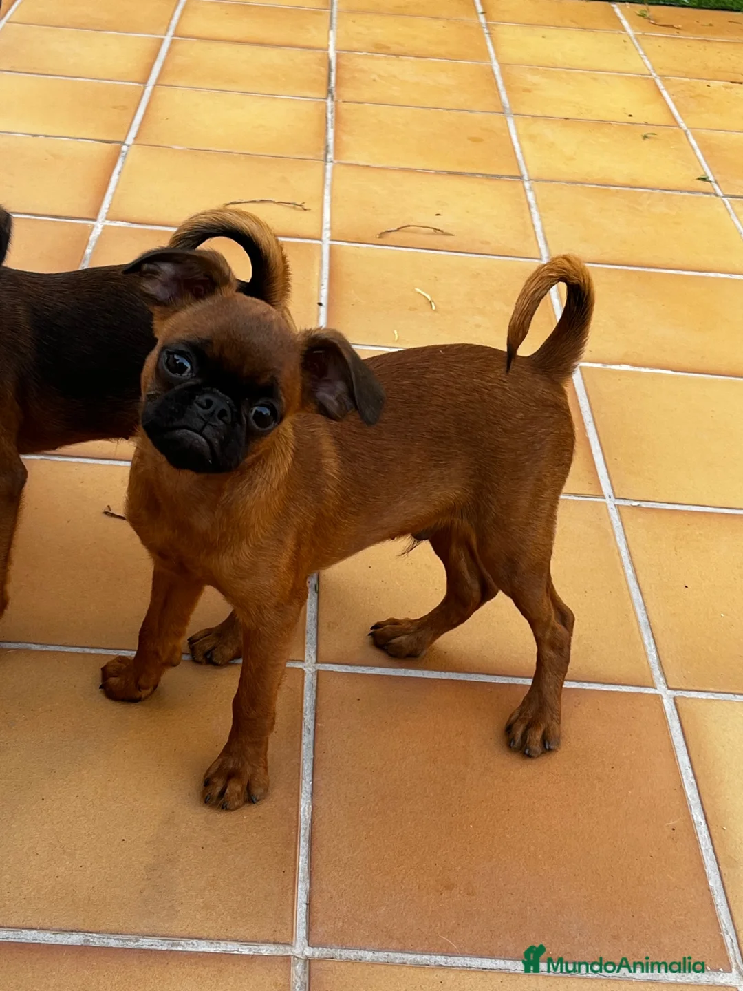 Raza Mixta perros en venta: Petit Brabançon  - Anuncio 2