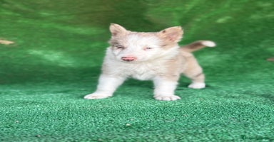 Border Collie perros - Anuncio 2