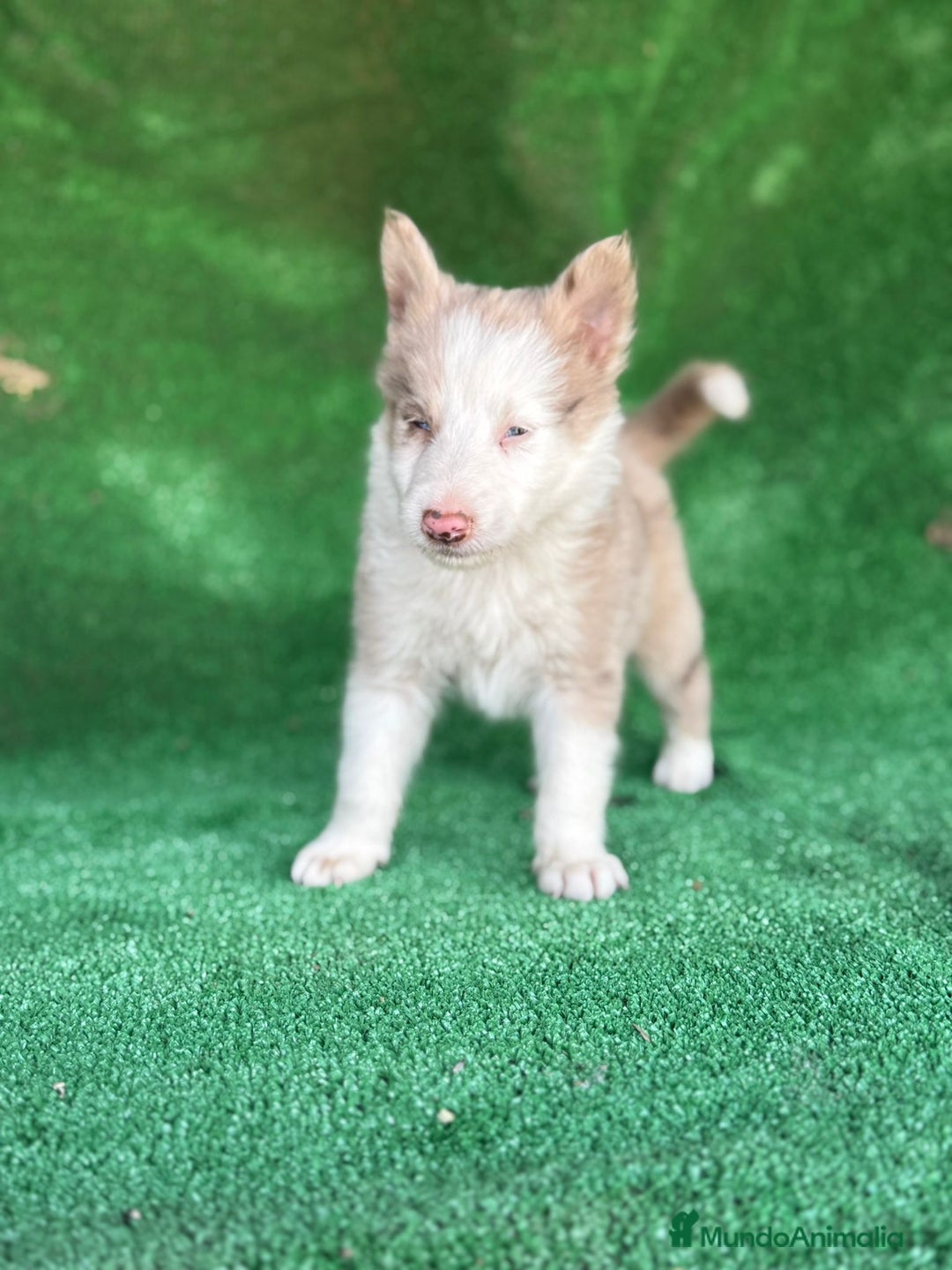 Border Collie perros en venta: Border collie  - Imagen 2