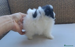 Pomerania perros en venta: Cachorrita Lulu de Pomerania  - Anuncio 1