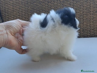 Pomerania perros Cachorrita Lulu de Pomerania - Anuncio 3