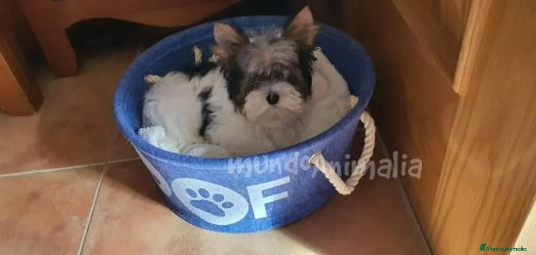 Imagen de galería {{count}}