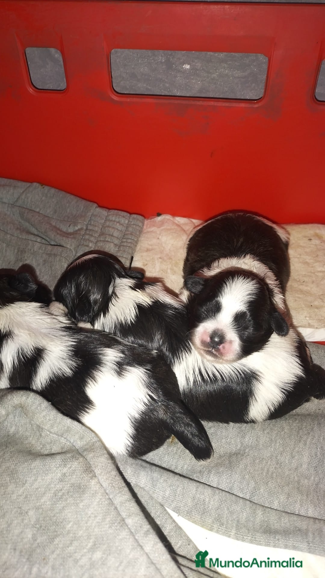 Shih Tzu perros en venta: Shih tzu  - Anuncio 1