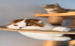 Scottish Fold gatos en venta: Se regala gata Scottish Fold  - Imagen 1