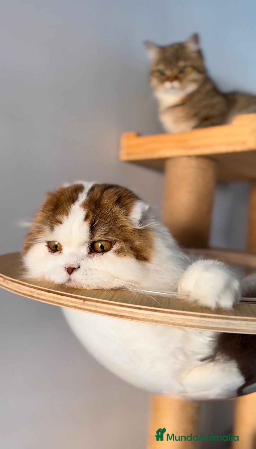 Scottish Fold gatos en venta: Se regala gata Scottish Fold  - Imagen 1