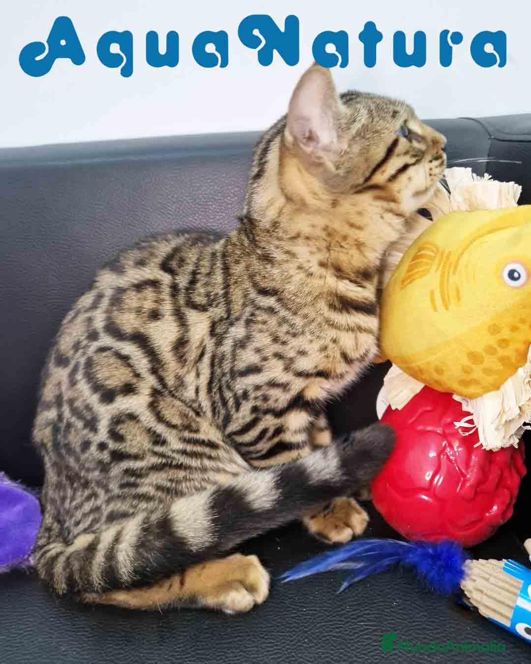 Bengalí gatos en venta: Bengali Macho 1732 AQUANATURA - Anuncio 4