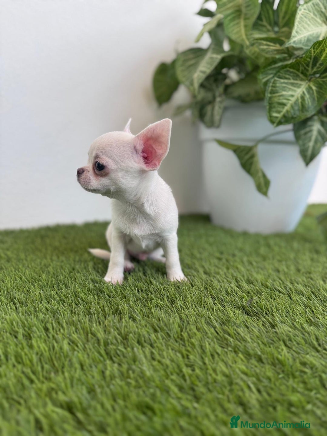 Chihuahua perros en venta: CHIHUAHUA  - Imagen 8