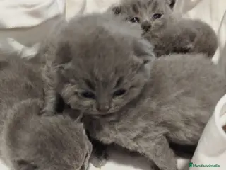 Británico de Pelo Corto gatos British Shorthair azules - Anuncio 2