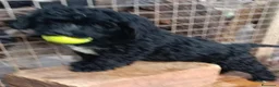 Labradoodle perros en venta: Hermosos cachorros standard - Anuncio 1