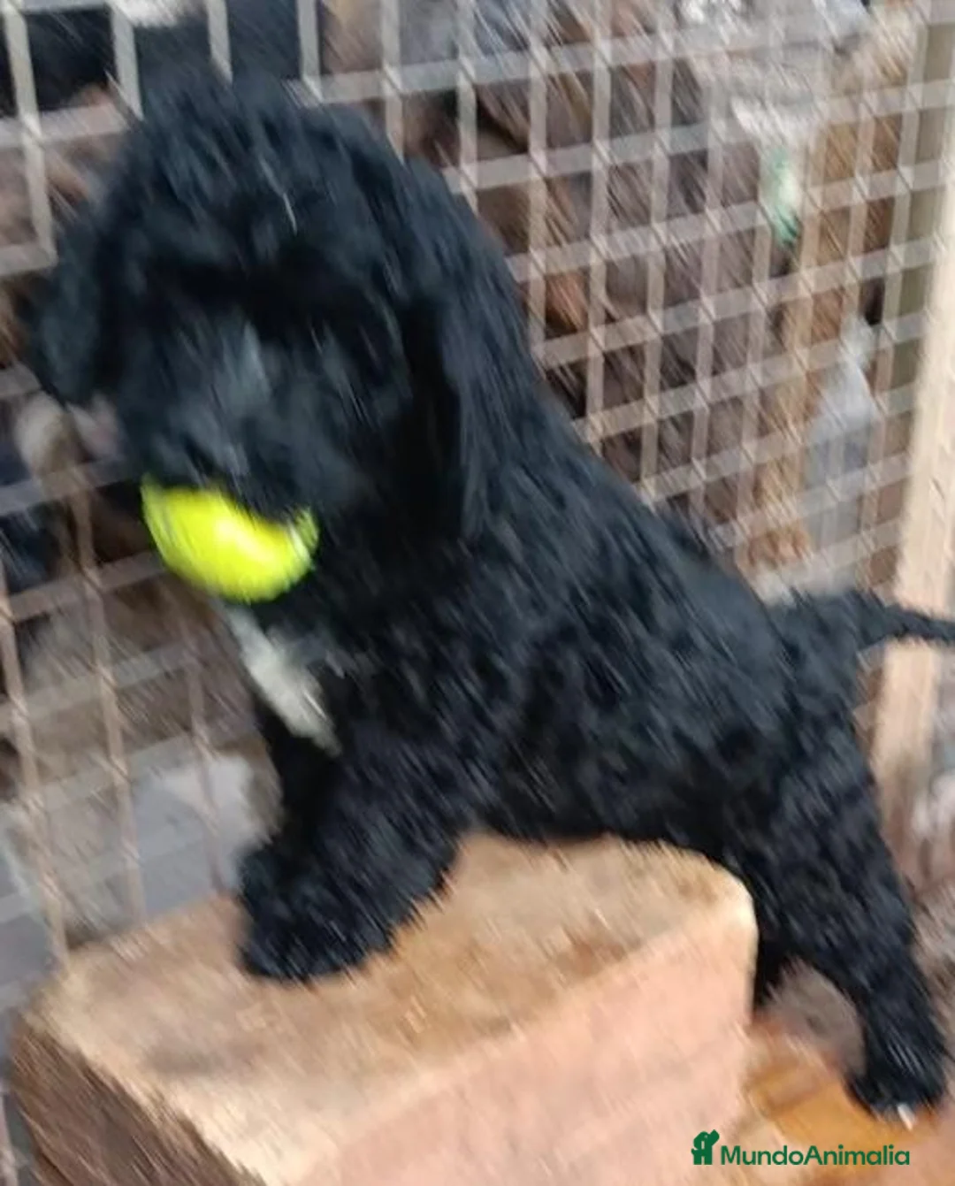 Labradoodle perros en venta: Hermosos cachorros standard - Anuncio 1