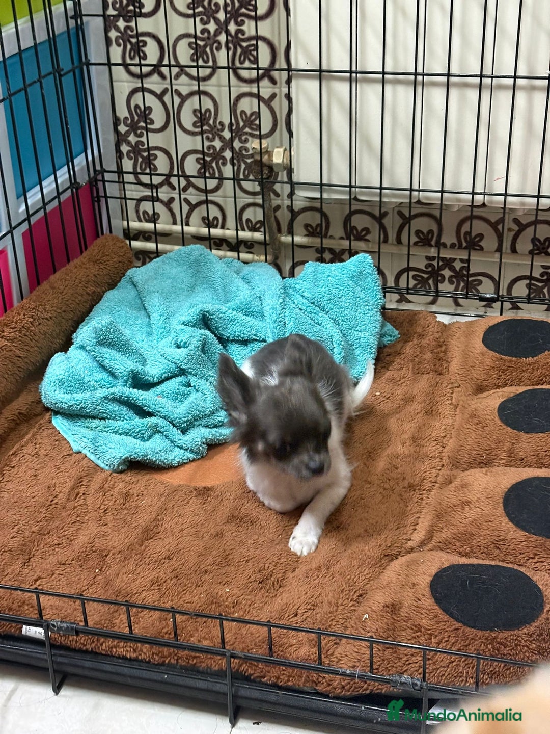 Chihuahua perros en venta: Chihuahua mini toy  - Anuncio 6