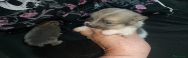 Pomerania Cachorro 2