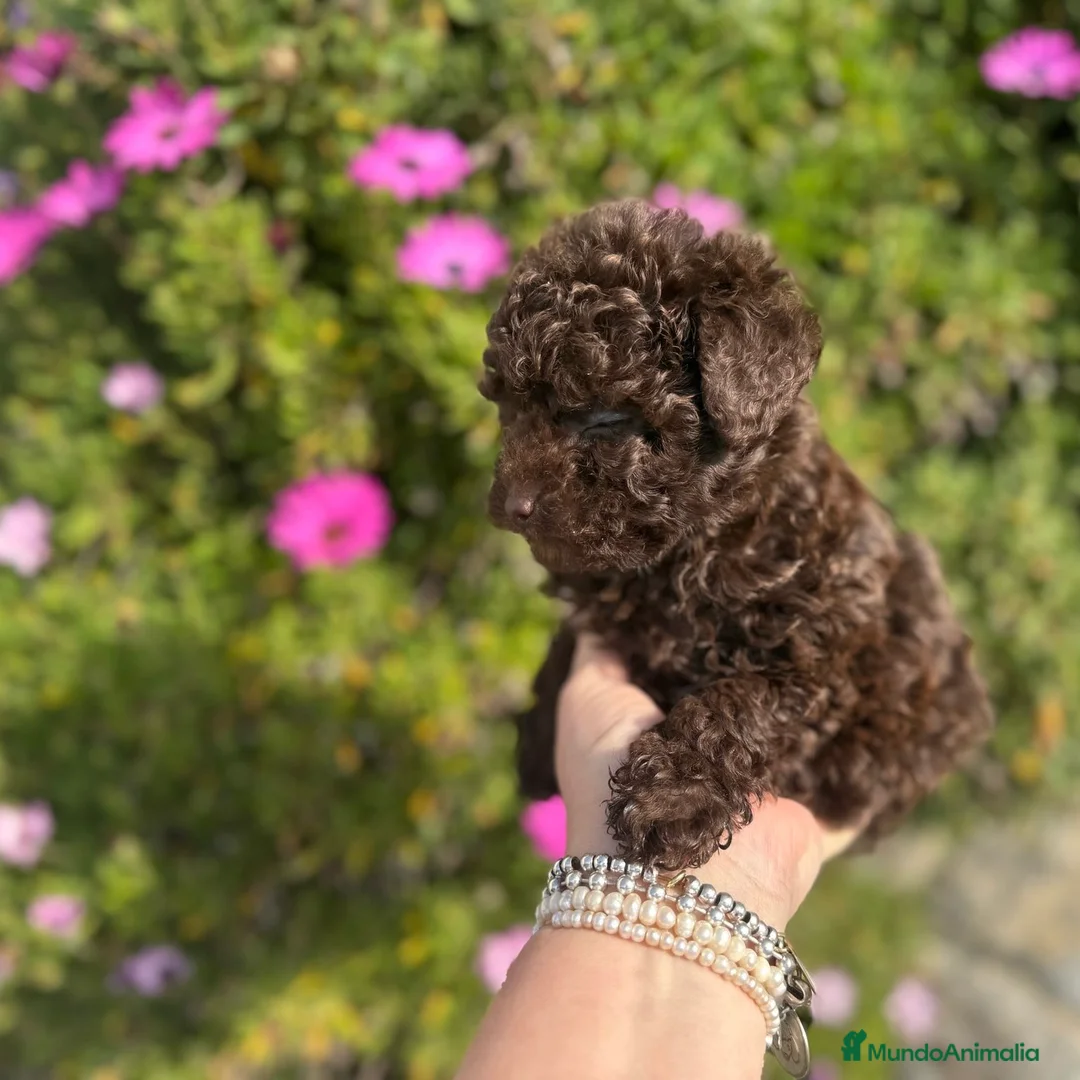 Caniche Enano perros en venta: Caniche Chocolate  - Anuncio 2