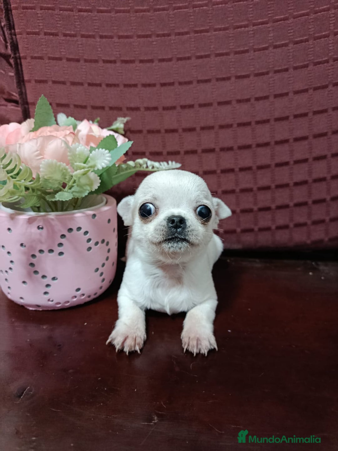 Chihuahua perros en venta: Chihuahua Toy cabeza manzana  - Anuncio 5