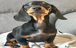 Teckel perros en venta: Teckel miniatura - Imagen 3